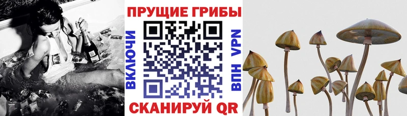 Псилоцибиновые грибы мицелий Долгопрудный